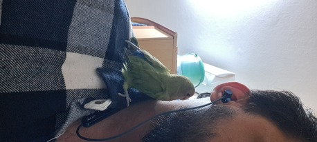 SAR 200,  FRIENDLY LOVE BIRD WITH CAGE