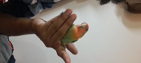 SAR 200,  FRIENDLY LOVE BIRD WITH CAGE photo 2