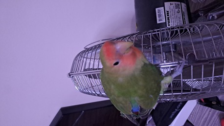 SAR 200,  FRIENDLY LOVE BIRD WITH CAGE photo 3