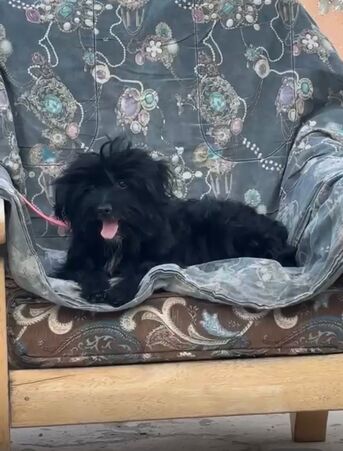 Free - Shih Tzu Puppy For Adoption photo 1