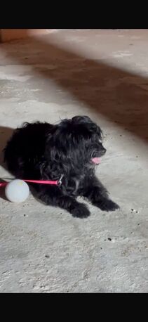 Free - Shih Tzu Puppy For Adoption