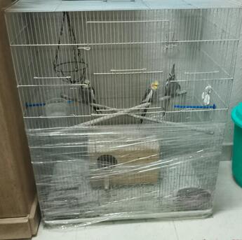 SAR 120,  Birds Cage Big Size