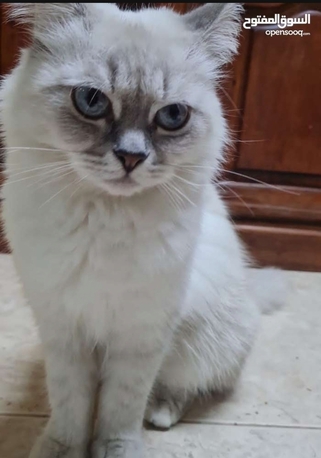 SAR 1,  Female Cat For Adoption