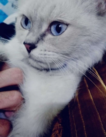 SAR 1,  Female Cat For Adoption photo 2