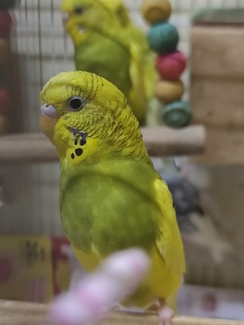 SAR 110,  Birds For Sale Budgies