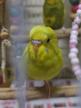 SAR 110,  Birds For Sale Budgies photo 2
