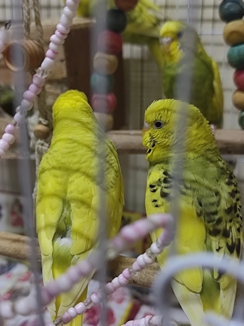 SAR 110,  Birds For Sale Budgies photo 3