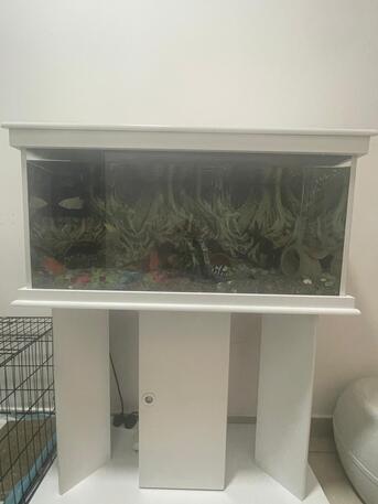SAR 1500,  Aquarium To Sell photo 2