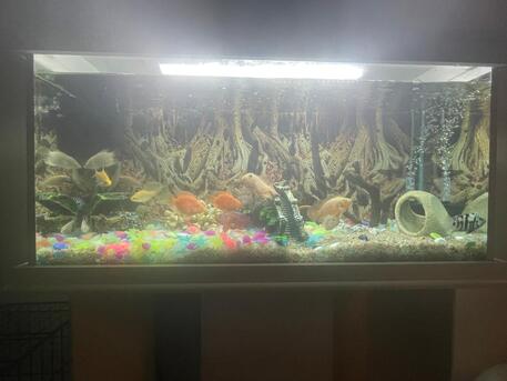 SAR 1500,  Aquarium To Sell photo 3