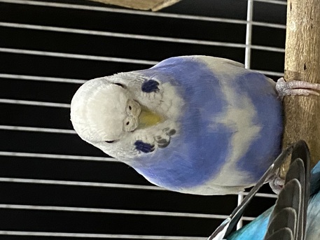 SAR 200,  Birds With Cage And Food