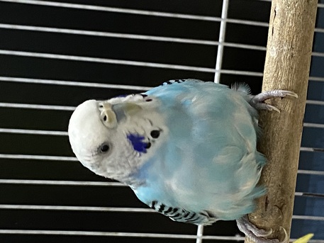 SAR 200,  Birds With Cage And Food photo 2
