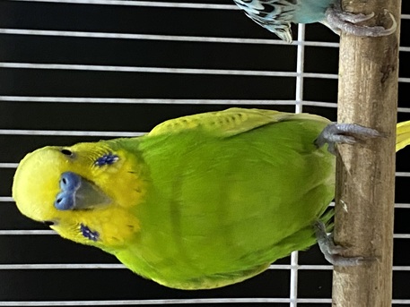 SAR 200,  Birds With Cage And Food photo 3