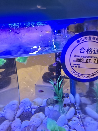 SAR 20,  Snails In Aquariun