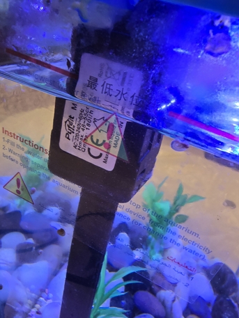 SAR 20,  Snails In Aquariun photo 2