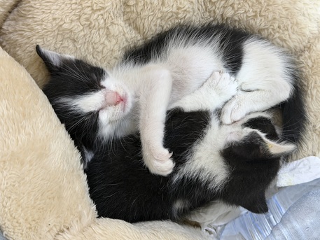 URGENT: Tuxedo Kittens For Free