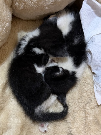 URGENT: Tuxedo Kittens For Free photo 2
