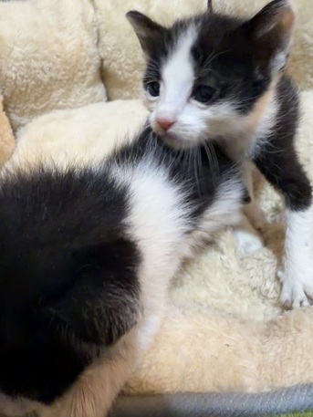 URGENT: Tuxedo Kittens For Free photo 3