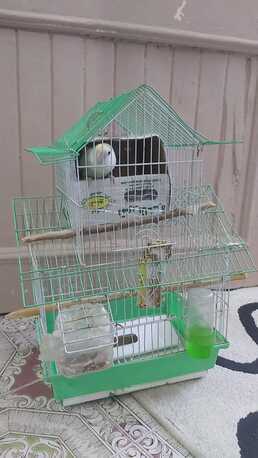 Selling Lovebirds