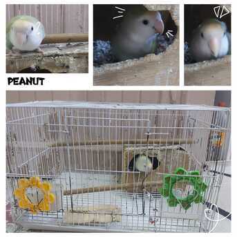 Selling Lovebirds photo 2