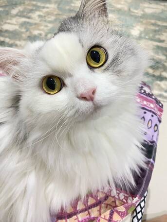 Friendly Cat Looking For A Loving Forever Home Vaccinated & Neutered