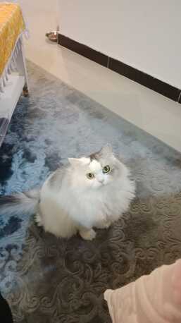 Friendly Cat Looking For A Loving Forever Home Vaccinated & Neutered photo 2