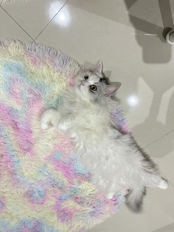 Friendly Cat Looking For A Loving Forever Home Vaccinated & Neutered photo 3