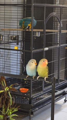 Rosy-faced Lovebird