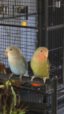 Rosy-faced Lovebird photo 2