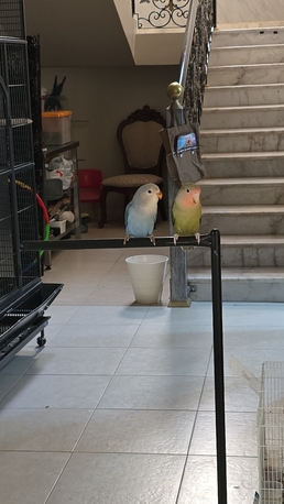Rosy-faced Lovebird photo 3