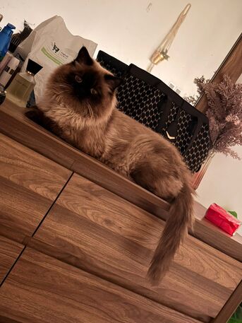 Beautiful Healthy Himalayan Male Cat Available For Mating