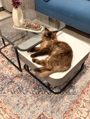 Beautiful Healthy Himalayan Male Cat Available For Mating photo 2