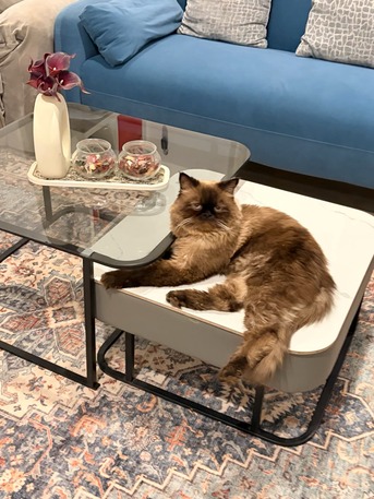Beautiful Healthy Himalayan Male Cat Available For Mating photo 3
