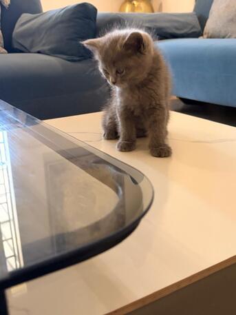 Adoption Notice – 3 Beautiful Kittens photo 1