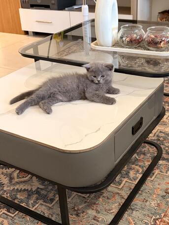 Adoption Notice – 3 Beautiful Kittens photo 2