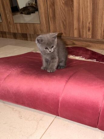 Adoption Notice – 3 Beautiful Kittens photo 3