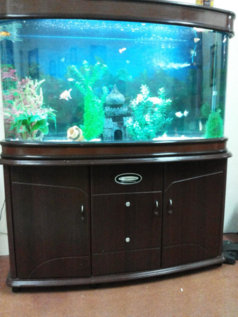 SAR 1500,  Fish Aquarium With Fishes photo 1