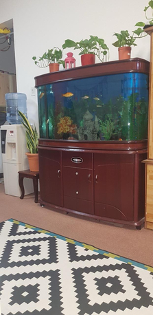 SAR 1500,  Fish Aquarium With Fishes photo 2
