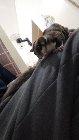 SAR 600,  Sugar Gliders For Sale photo 1