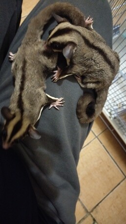 SAR 600,  Sugar Gliders For Sale photo 2