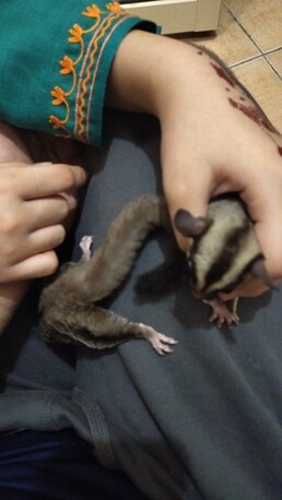 SAR 600,  Sugar Gliders For Sale photo 3