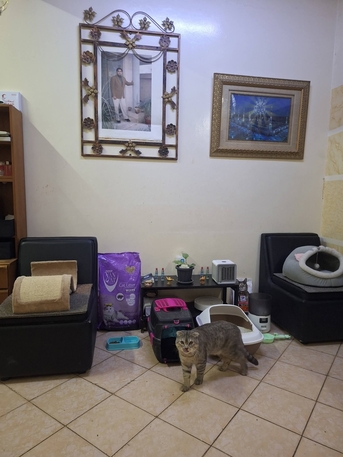 SAR 500,  Scottish Fold Cat For Sale With All The Accessories photo 1