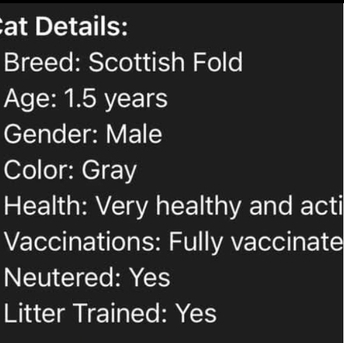 SAR 500,  Scottish Fold Cat For Sale With All The Accessories photo 2