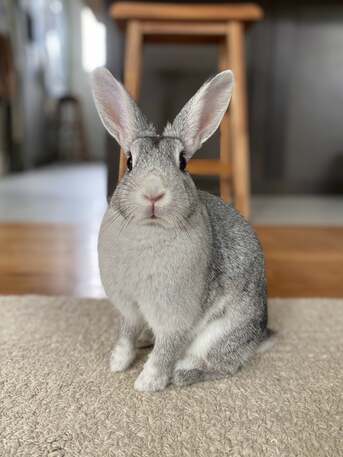 Cute Bunny Adoption. ( Its Not A Cage Pet ) photo 1