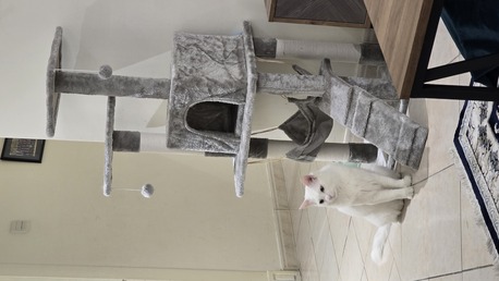 2.5 Year Old Turkish Angora photo 1