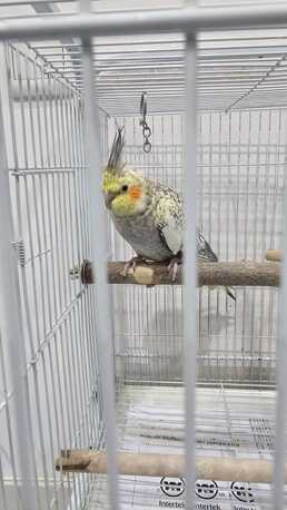 SAR 400,  Healthy Female Pearl Cockatiel - NEGOTIABLE PRICE! photo 1