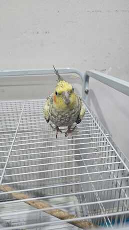 SAR 400,  Healthy Female Pearl Cockatiel - NEGOTIABLE PRICE! photo 2