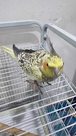 SAR 400,  Healthy Female Pearl Cockatiel - NEGOTIABLE PRICE! photo 3
