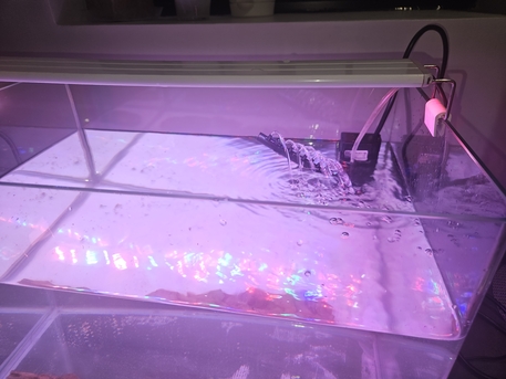 SAR 300,  Aquarium