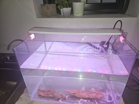 SAR 300,  Aquarium photo 2