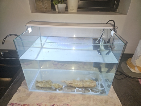 SAR 300,  Aquarium photo 3